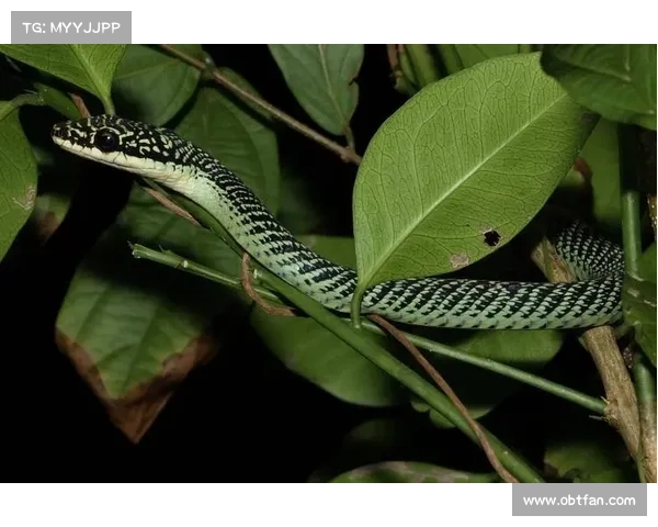 问道精怪的传说与民间故事中的神秘生物探秘与解读